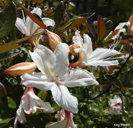 Western Azalea/(Rhododendron Occidentale)
